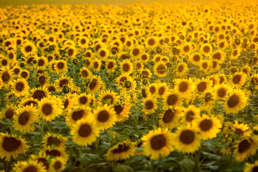 Provence tours: Sunflowers in the region of Provence.