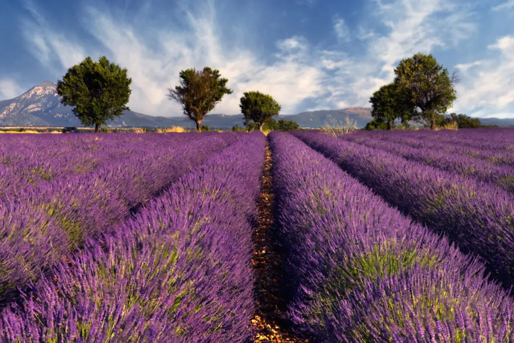 Rows of lavender fields in Provence.