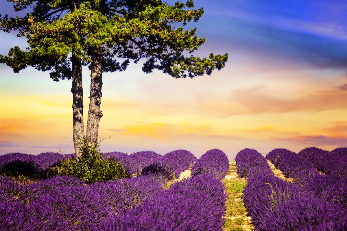 A tree among a row of lavender at sunset.