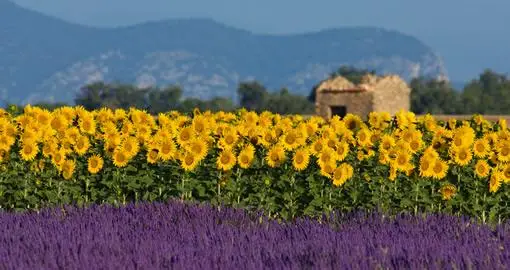 Lavender fields against a backdrop of sunflowers on a sunny day.