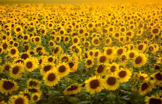 Provence tours: Sunflowers in the region of Provence.