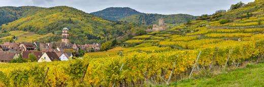 Vineyards outside a small village in Alsace, France.