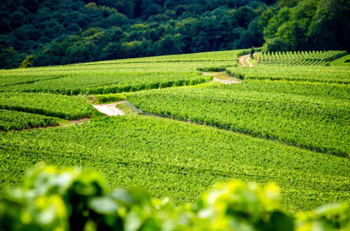 A road winding through vineyards in Alsace