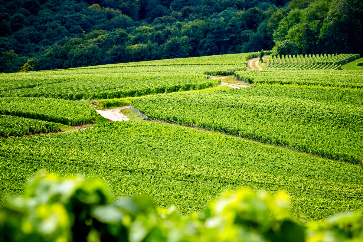 The vineyards at the foot of the Vosges mountains in Alsace.