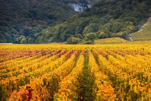 Rows of vineyards in Burgundy in late summer.
