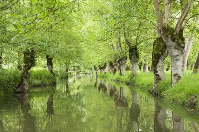 A canal in the “Marais Poitevin” in Cognac, France.