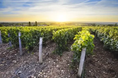 Sunlit vineyards in Burgundy wine country