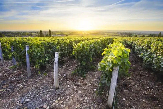 Enjoy a Burgundy wine tour from Paris.