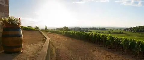 A row of vineyards in Burgundy, France.
