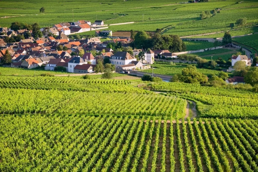 A view of the Chassagne-Montrachet vineyard in Burgundy