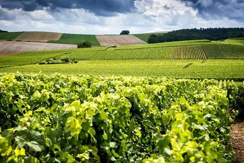 Vineyards outside of Reims, France