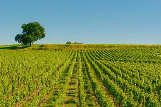 A one day trip from Paris to Bordeaux's enchanting wine country