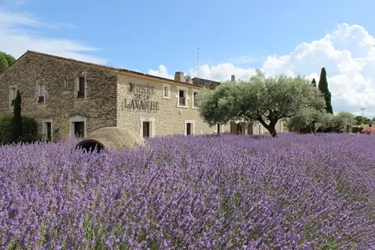 The Lavender Museum in the village of Coustellet