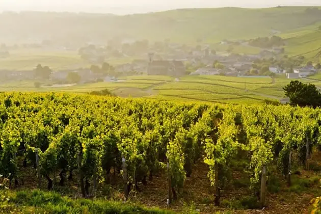 Vineyards near a small town in Burgundy, France - part of our Burgundy day tour from Paris.