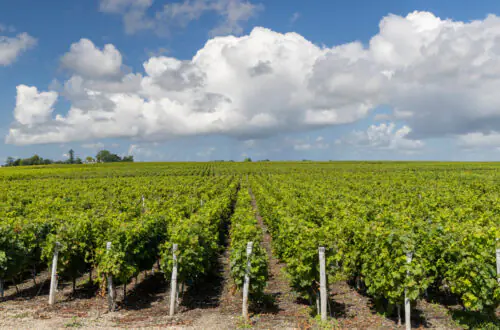 Vineyard rows in Saint-Émilion wine country