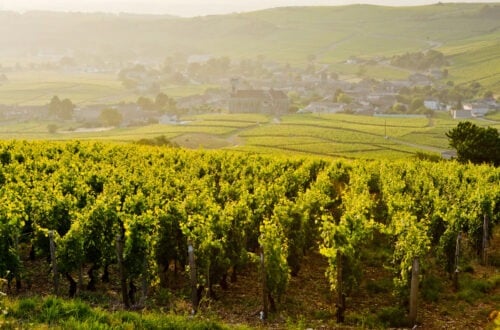 Vineyards in Burgundy wine country