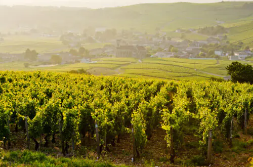Vineyards in Burgundy wine country