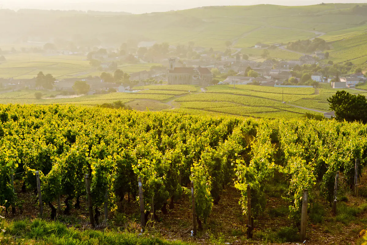 Rows of vineyards in Burgundy in late summer.