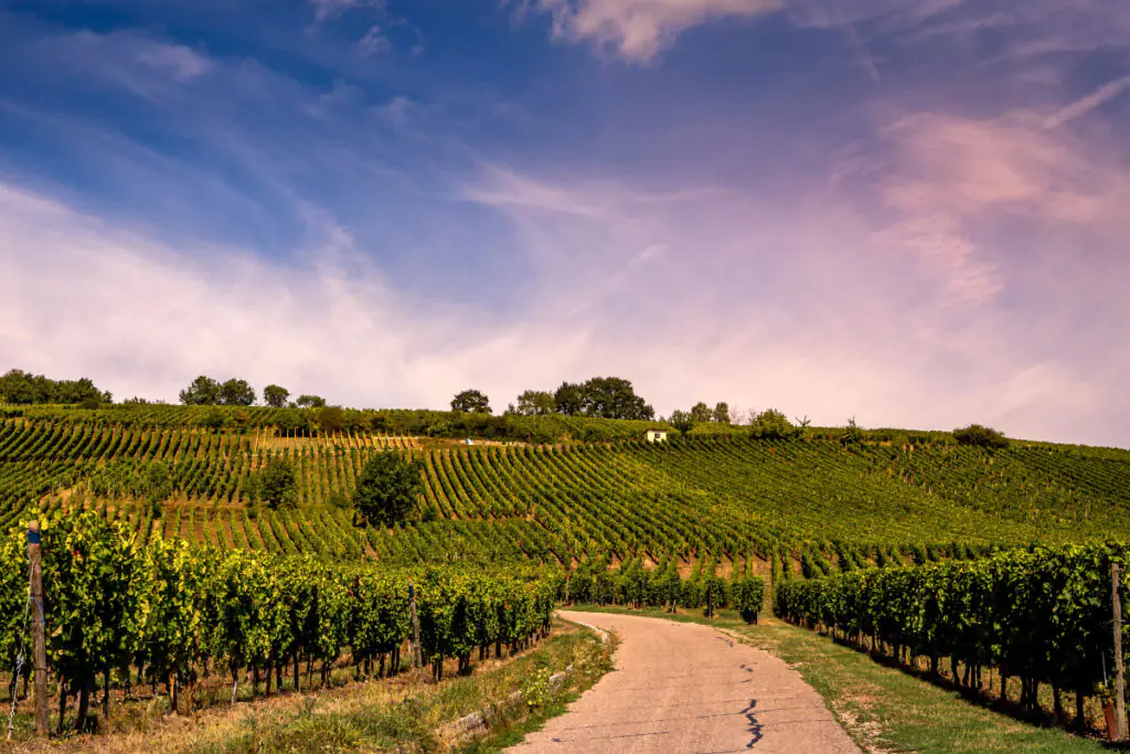 Vineyards outside a small village in Alsace, France.