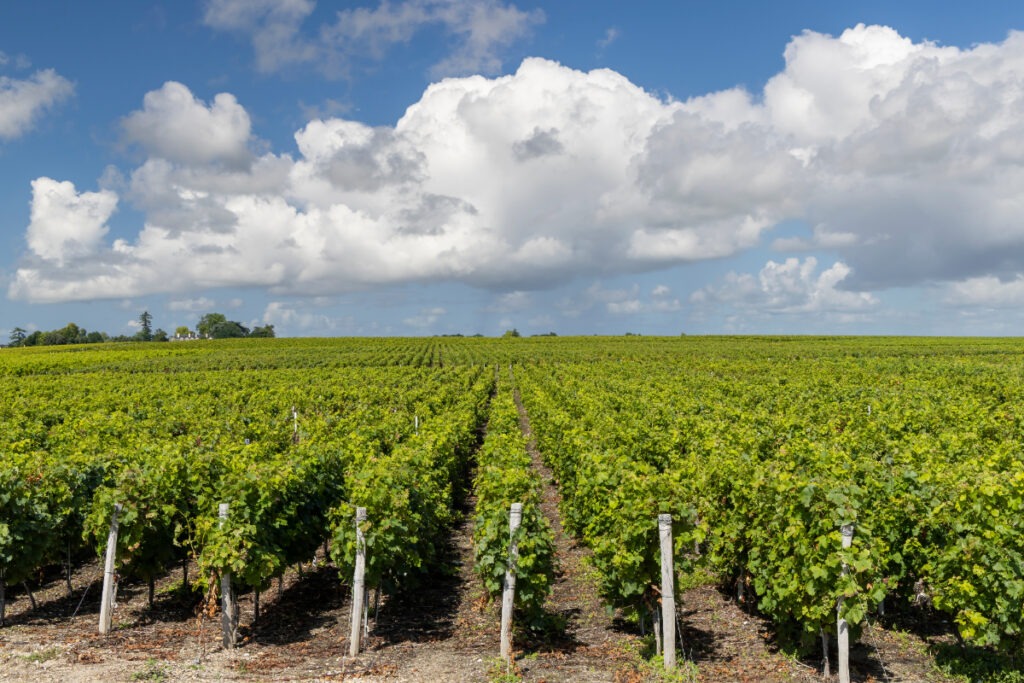 Wine Tours From Paris: See the wonderful vineyards outside of Bordeaux