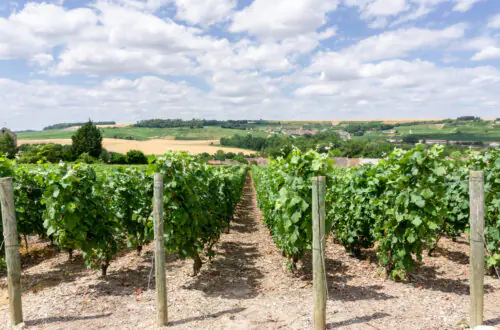 Champagne vineyards in Epernay
