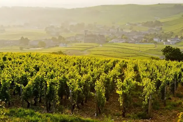 Burgundy vineyards, part of our day trip from Paris to France's premier wine region.