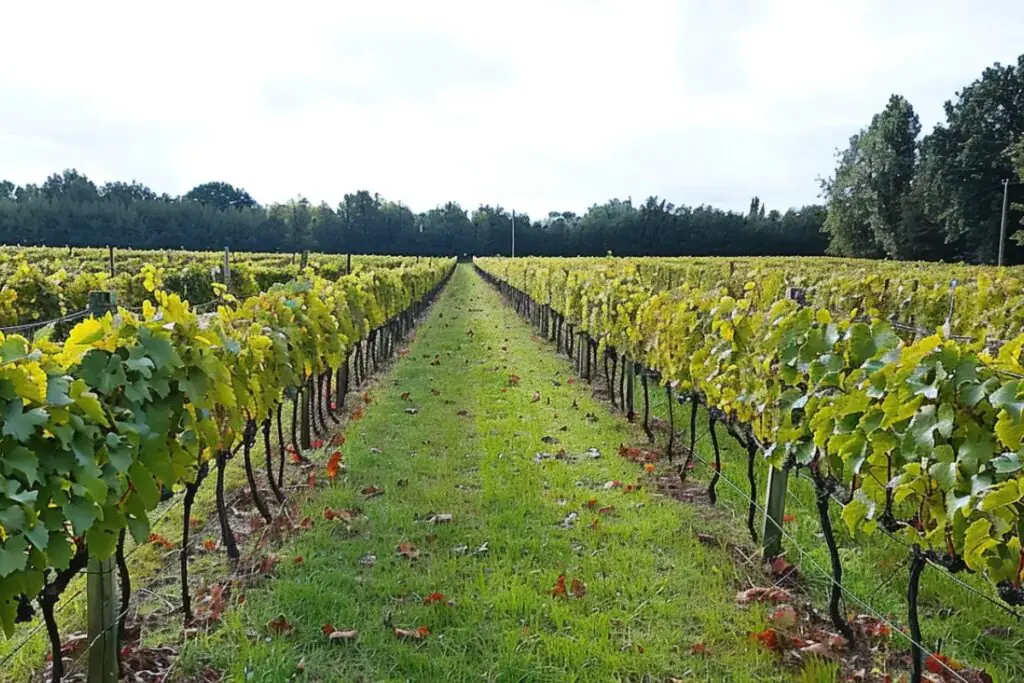 The Cour-Cheverny vineyards.